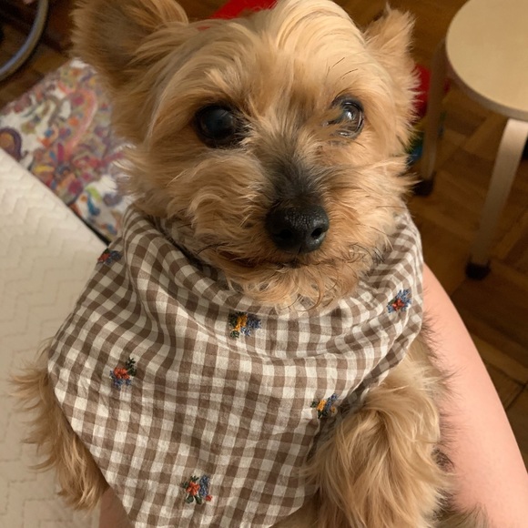 Hi, I’m Gracië! Part time posher & fulltime dog ma - Picture 6 of 6